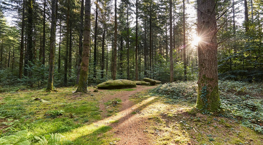 Forêt de Camors