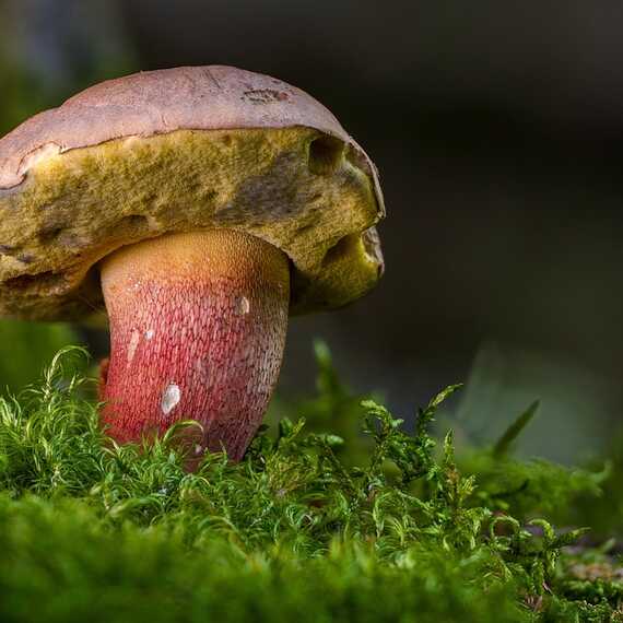 Association Nature pour tous