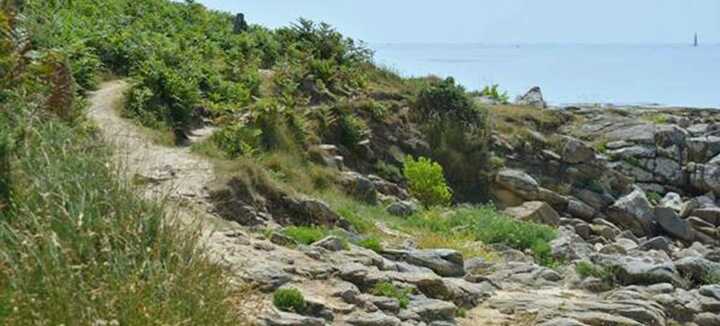 Coastal Medicinal &amp; esible Wild Plants Walk - Incroyables Chemins