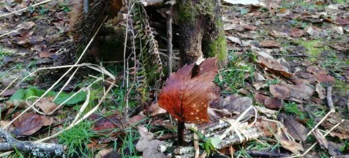 Animation nature : construire des cabanes de korrigans