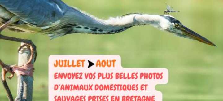 Objectif photo animalière