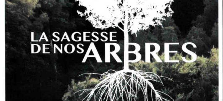 Projection en plein air: La sagesse de nos arbres