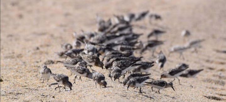 Venez observer les oiseaux hivernants d’Erdeven