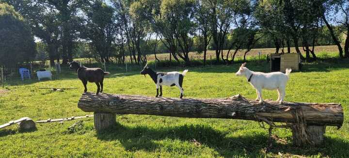 Visite guidée de la ferme