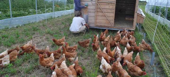 Atelier pour accueillir des poules pondeuses chez soi - mercredi 11 mars