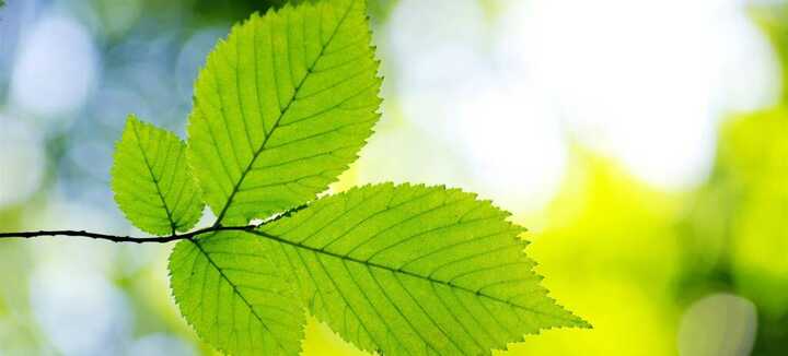 La cure de printemps