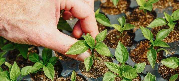 Atelier plants à la pépinière de la ferme