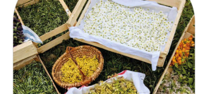 Atelier Cuisine : Découverte des plantes sauvages