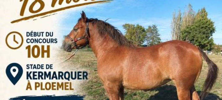 Concours Départemental du cheval breton
