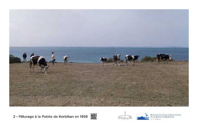 paturage à la pointe de Kerbihan 1958