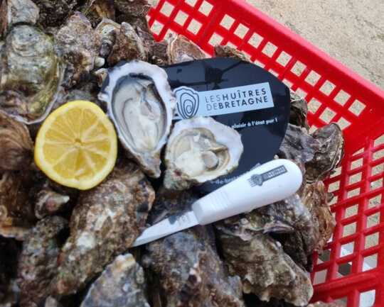 Huitres (1)