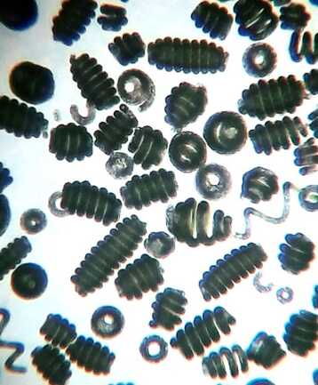 spiruline-microscope