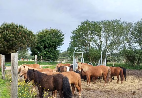 Poneys repos