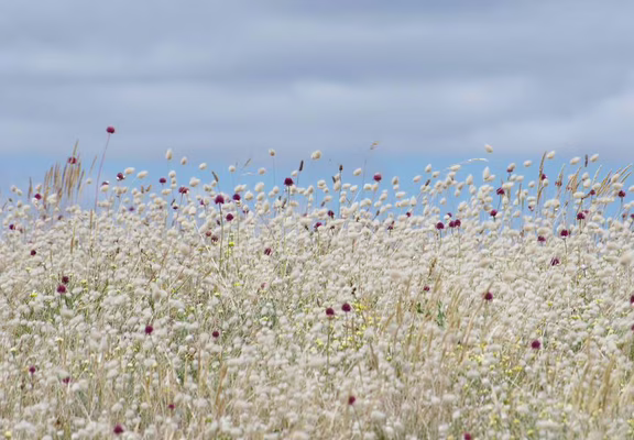 Kerouriec_4_Erdeven_Morbihan_Bretagne Sud