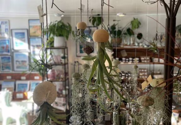 AURAY OXALIS-BOUTIK TILLANDSIA