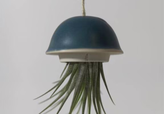Alb.ceramique - Nov 2020 - Meduse XS - Tillandsia CORSE