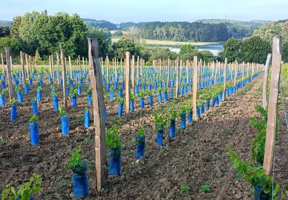 vignes-de-st-goustan