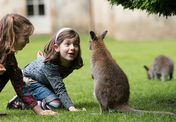 Parc de Branféré - Nourrissage wallabies - Morbihan Bretagne Sud