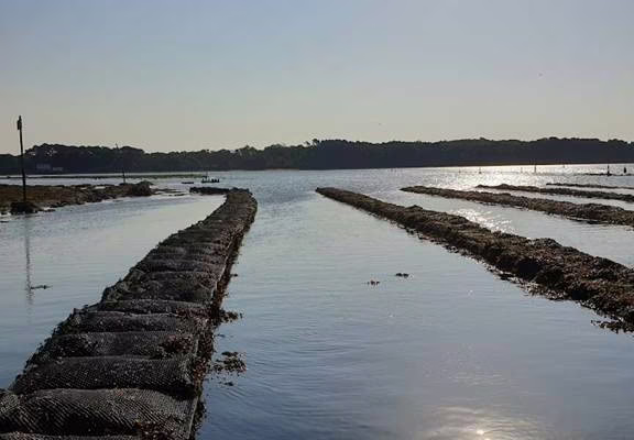 La Cabane de Cadoudal - Huîtres Damerose - LOCOAL MENDON - MORBIHAN  - Bretagne Sud